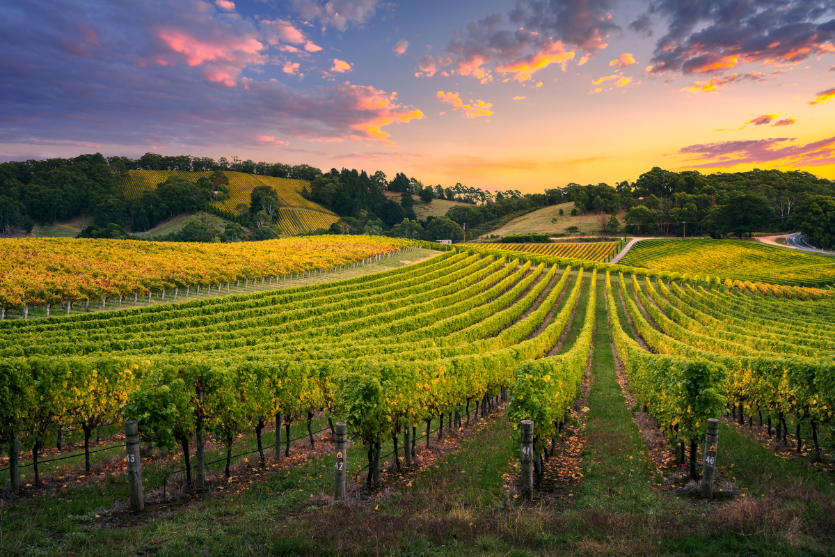 Vino e Calici Celesti