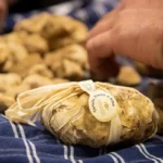 A Ottobre torna la Fiera Internazionale del Tartufo Bianco