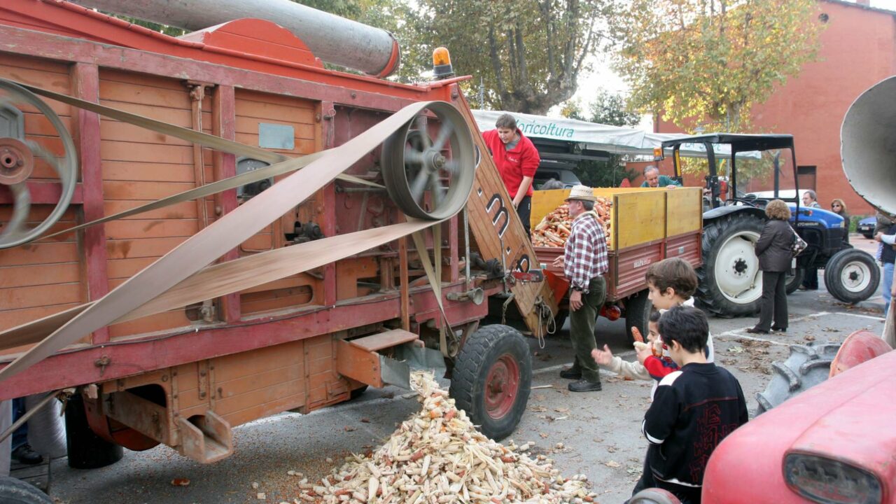 Banchette celebra il mais rosso: elemento cruciale della polenta Piemontese