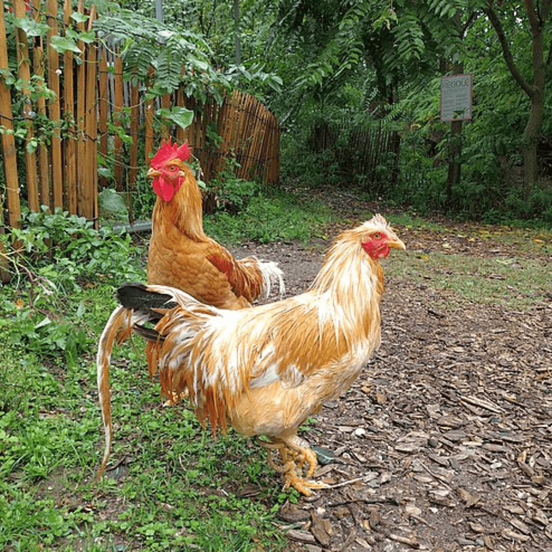 Gallina bionda di Villanova d'Asti