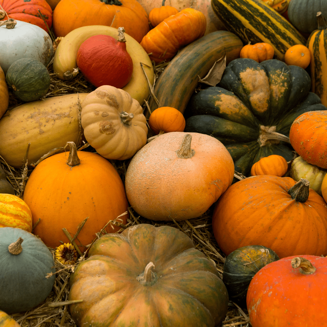 Sagra della Zucca di Sciolze