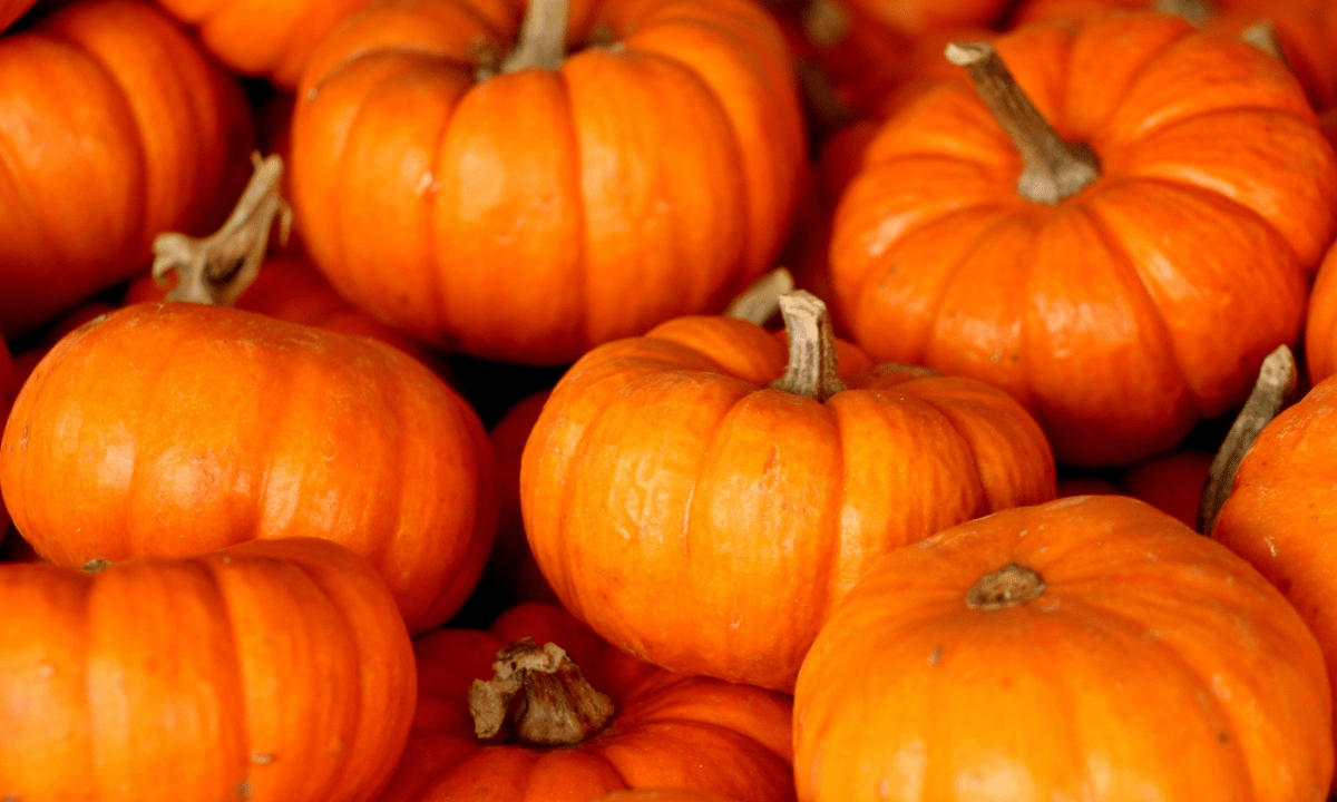 Sagra della Zucca per celebrare l’identità territoriale