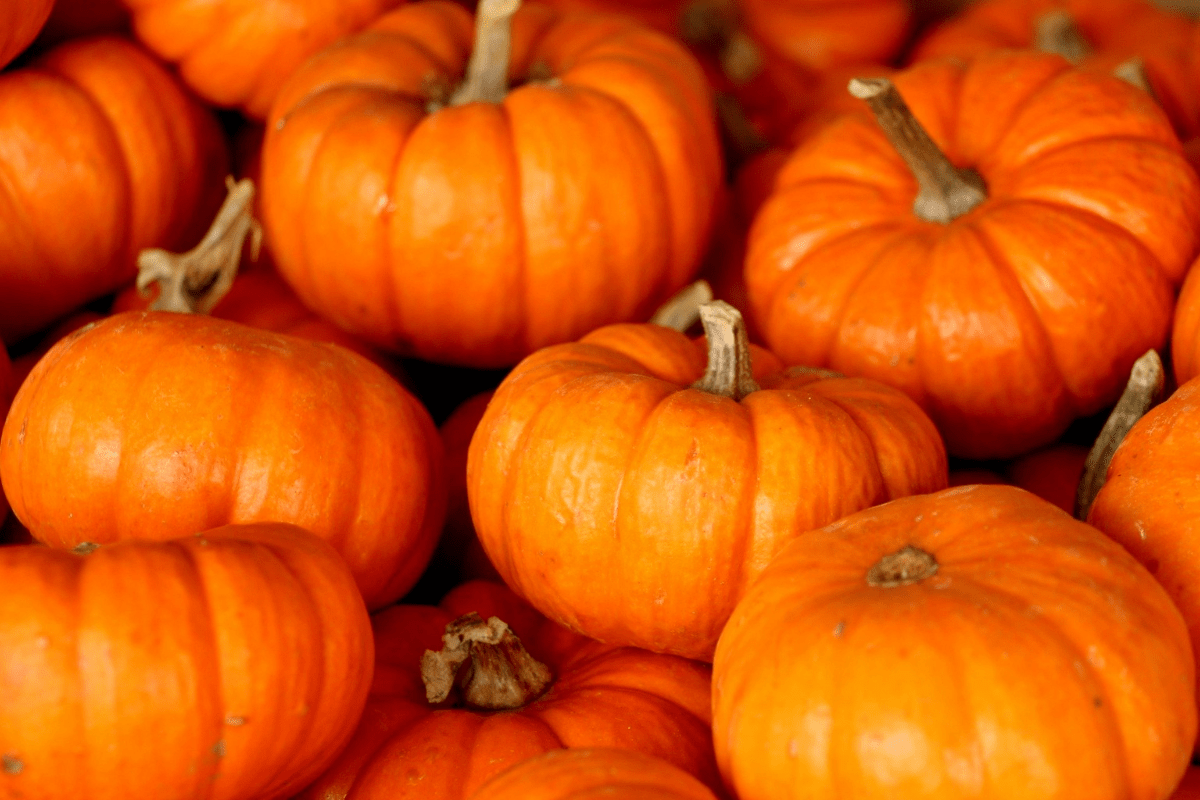 Sagra della Zucca di Santena