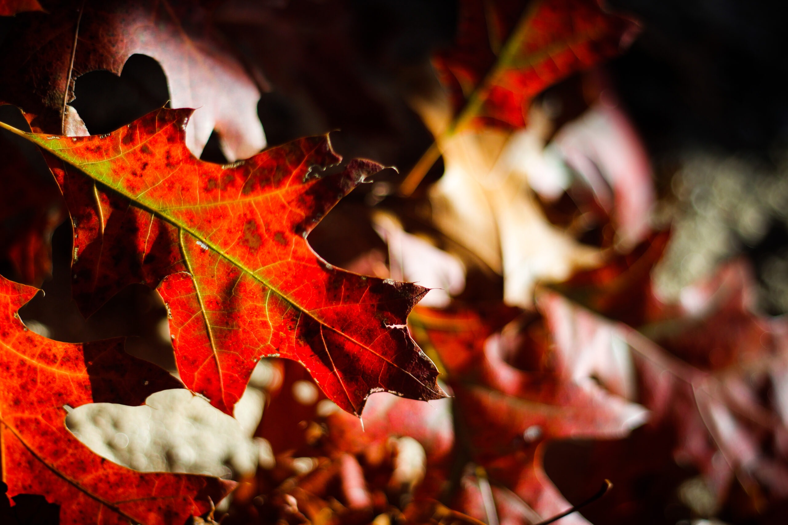 Fiera d'Autunno