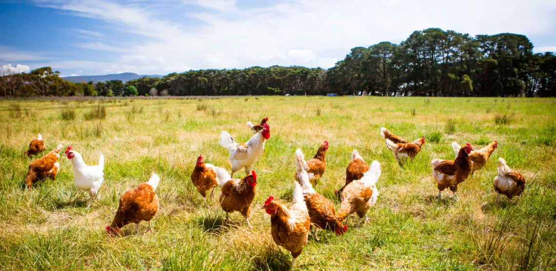 gallina bionda distretto del cibo comune di villanova d'asti